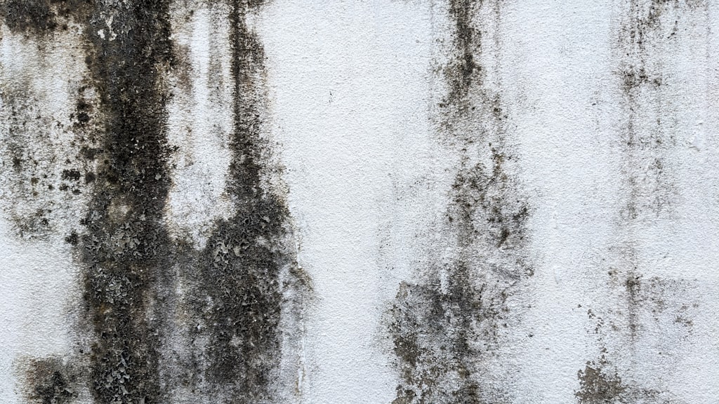 Before — Recurring mould in a seasonal second home, Pine forest area, Guardamar del Segura