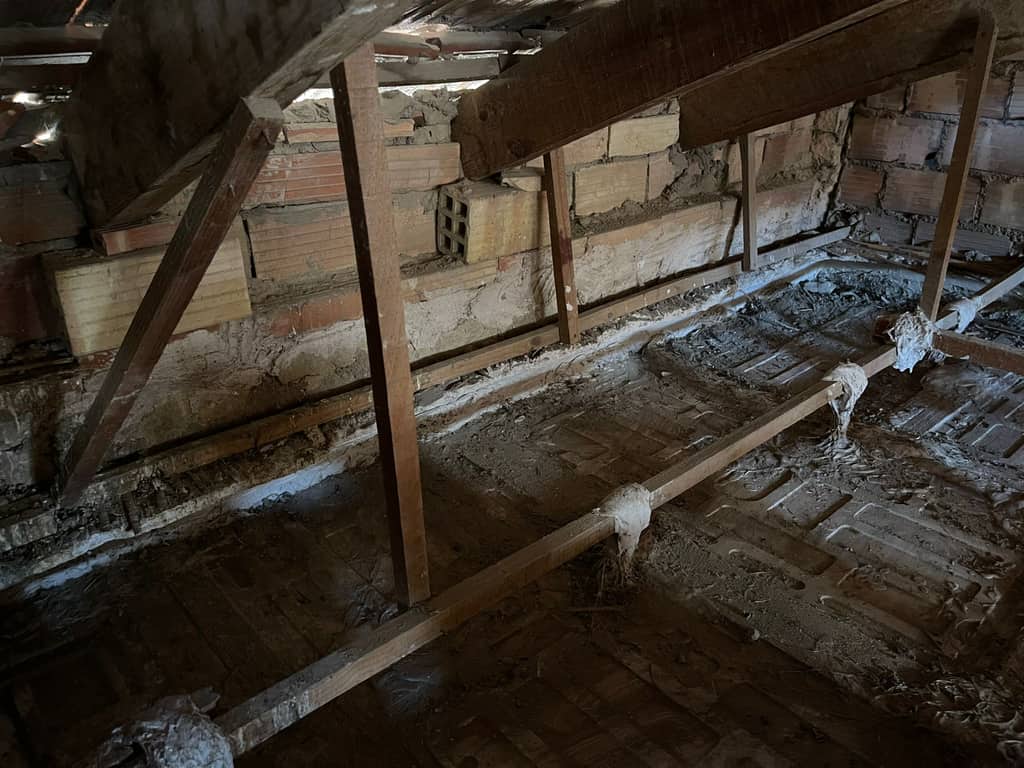 Viguetas de madera y forjado de una cámara bajo cubierta cubiertos de excrementos de paloma y restos de nido